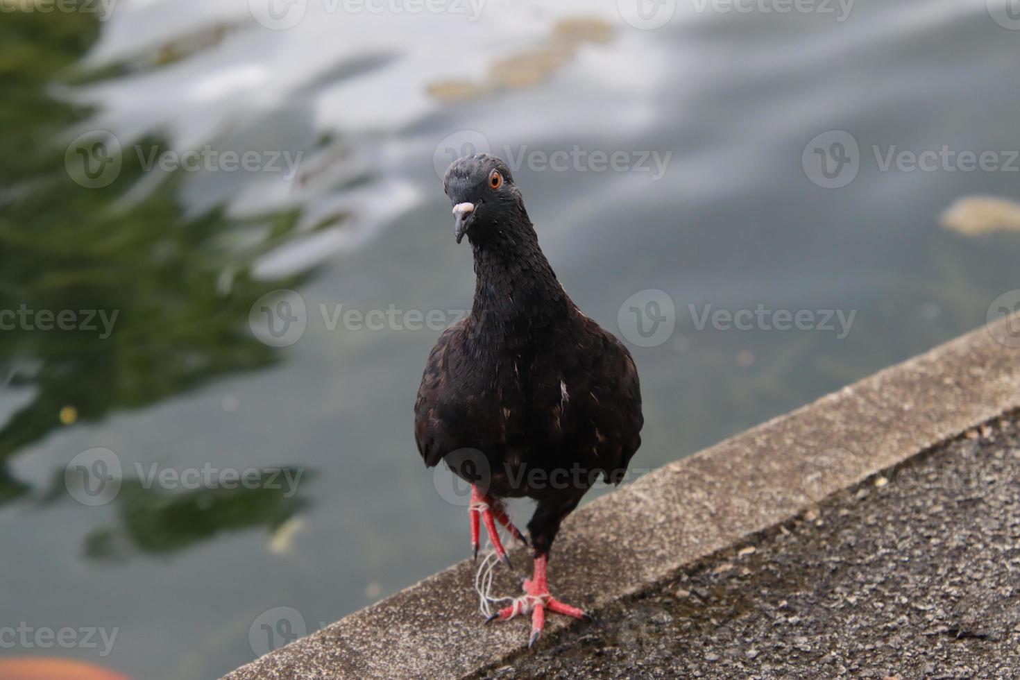 Rock dove in a park photo