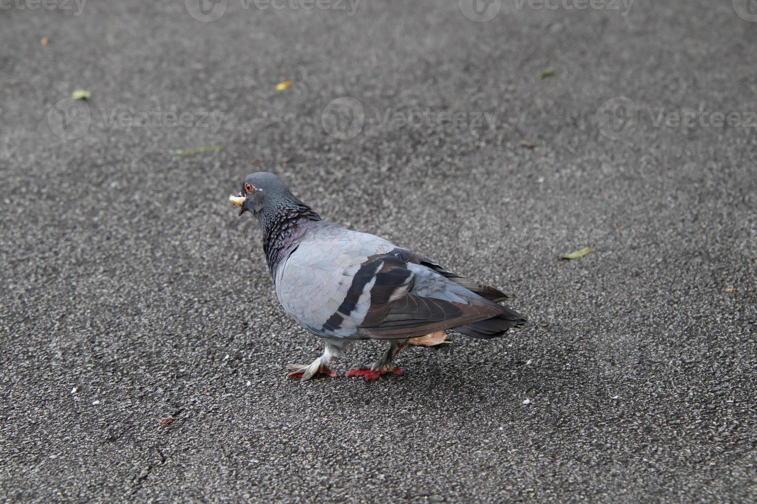 Rock dove in a park photo