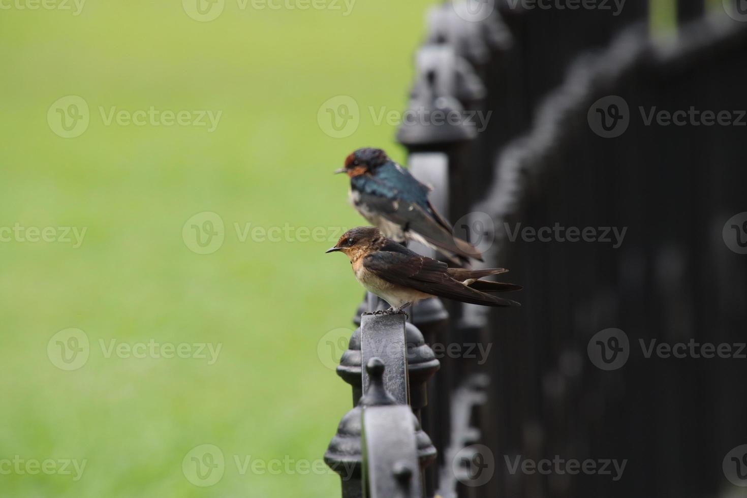 golondrina del pacífico en un jardín foto