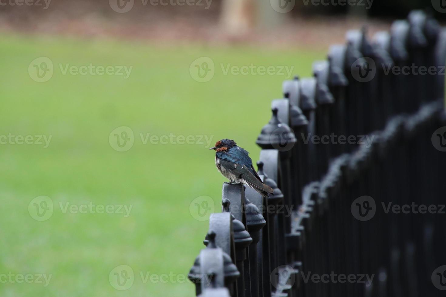 golondrina del pacífico en un jardín foto