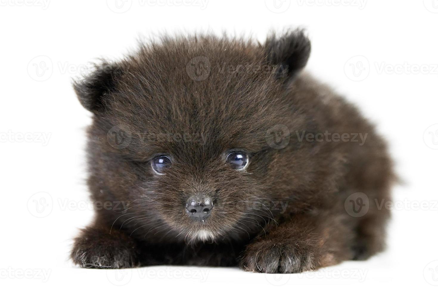 Pomeranian Spitz black puppy isolated photo