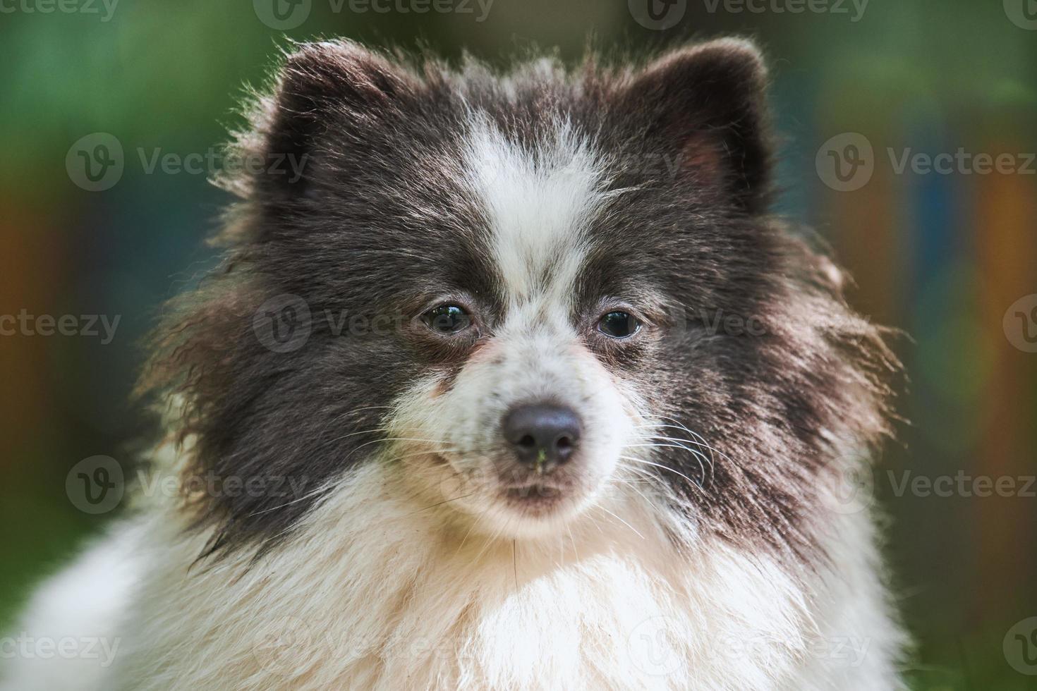 perro pomeranian spitz en el jardín, retrato de cara de cerca foto