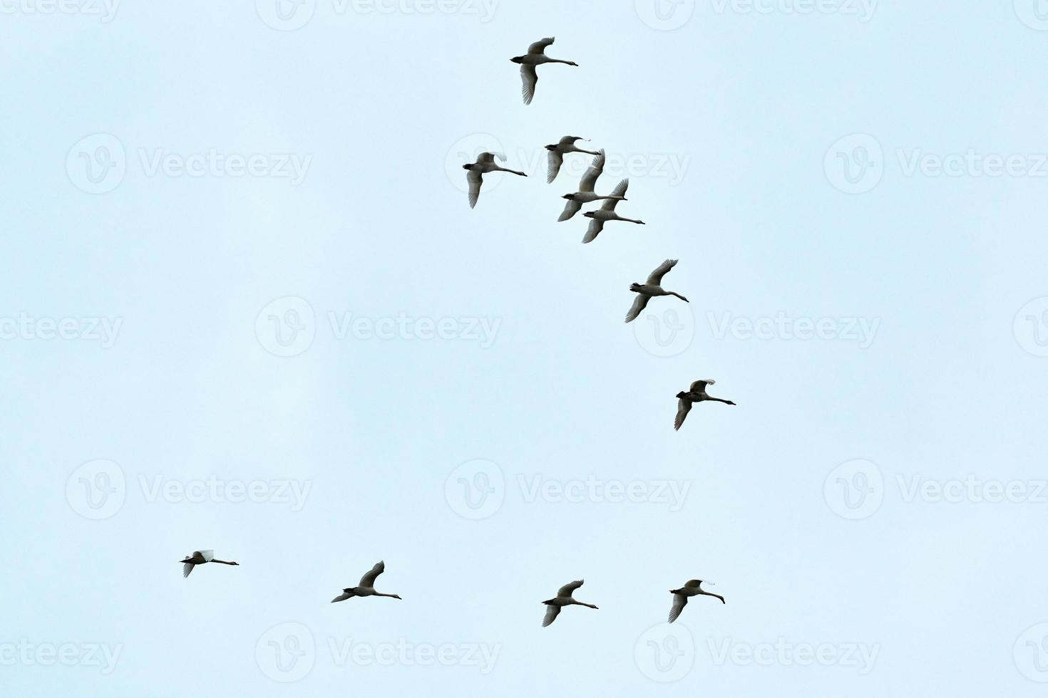 Flock of birds, swans flying in blue sky in V-formation photo