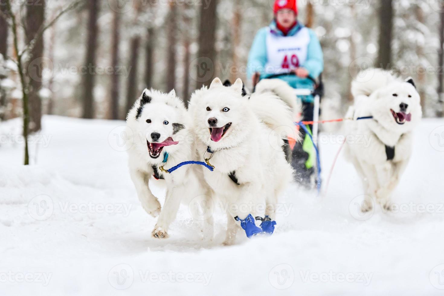 Samoyed sled dog racing photo