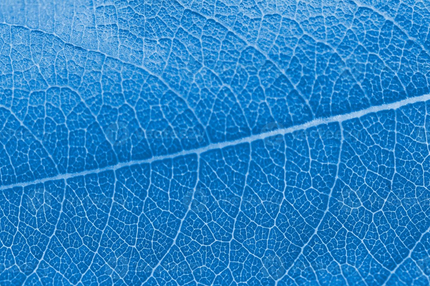 textura de hoja macro coloreada en azul con una hermosa factura de relieve de la planta, foto macro de primer plano