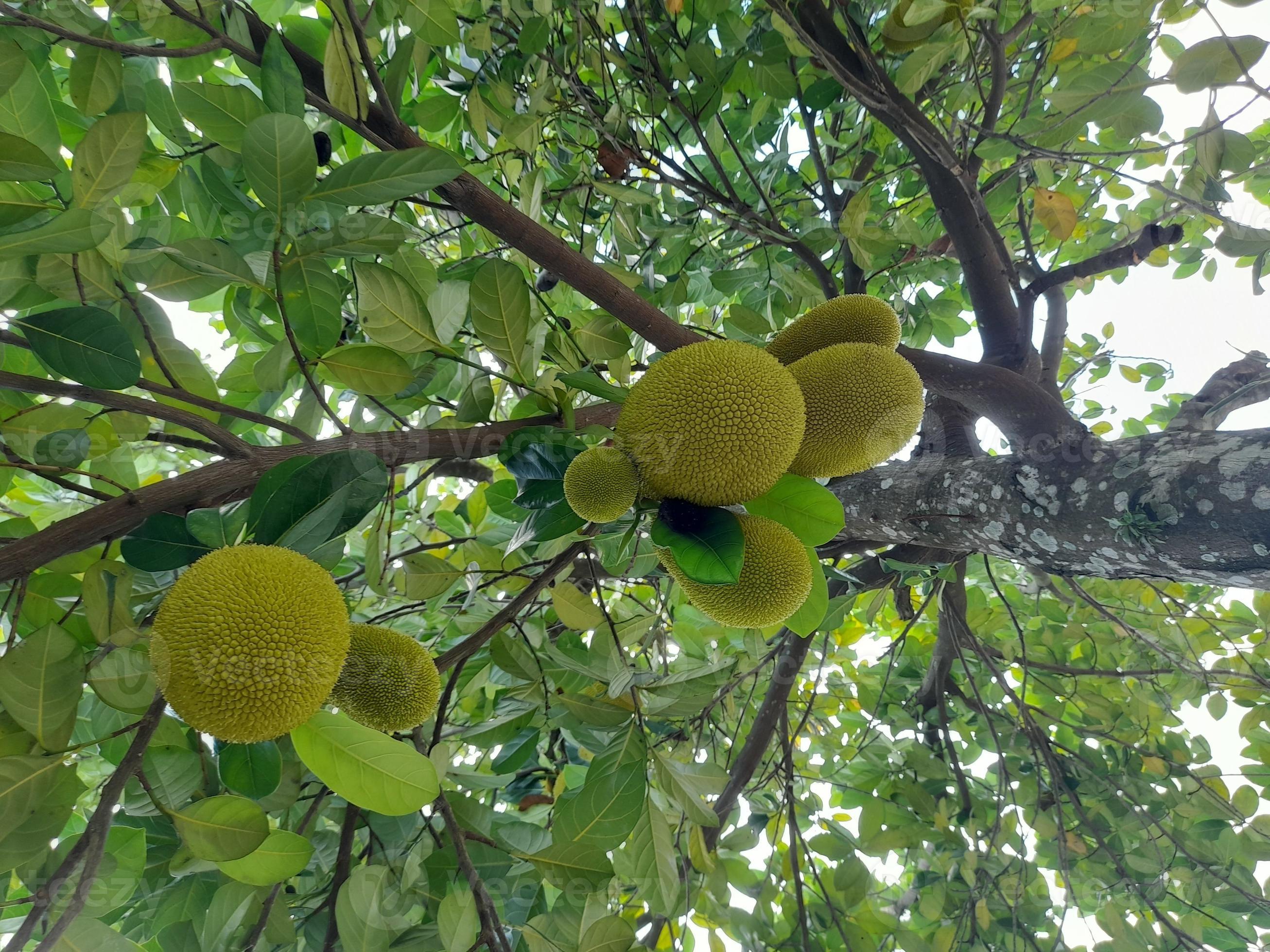 unripe jackfruit tree Young jackfruit on the jackfruit tree, raw fruits