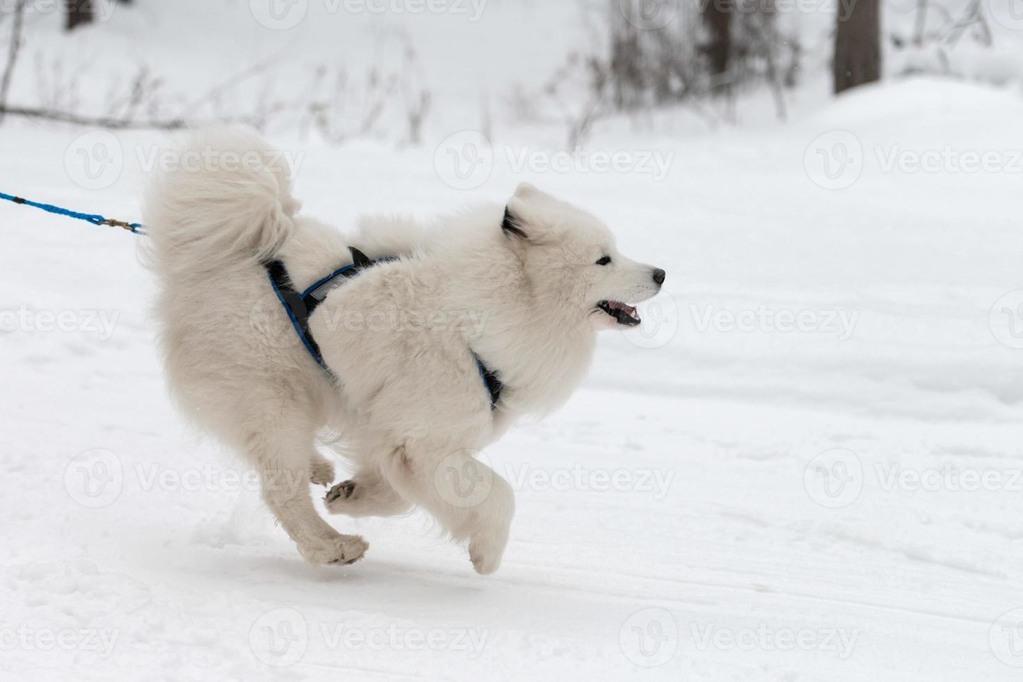 Sled dog racing. Samoyed sled dog in harness run and pull dog driver. Winter sport championship competition. photo