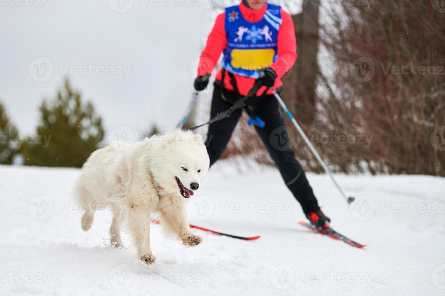 Skijoring dog sport racing photo