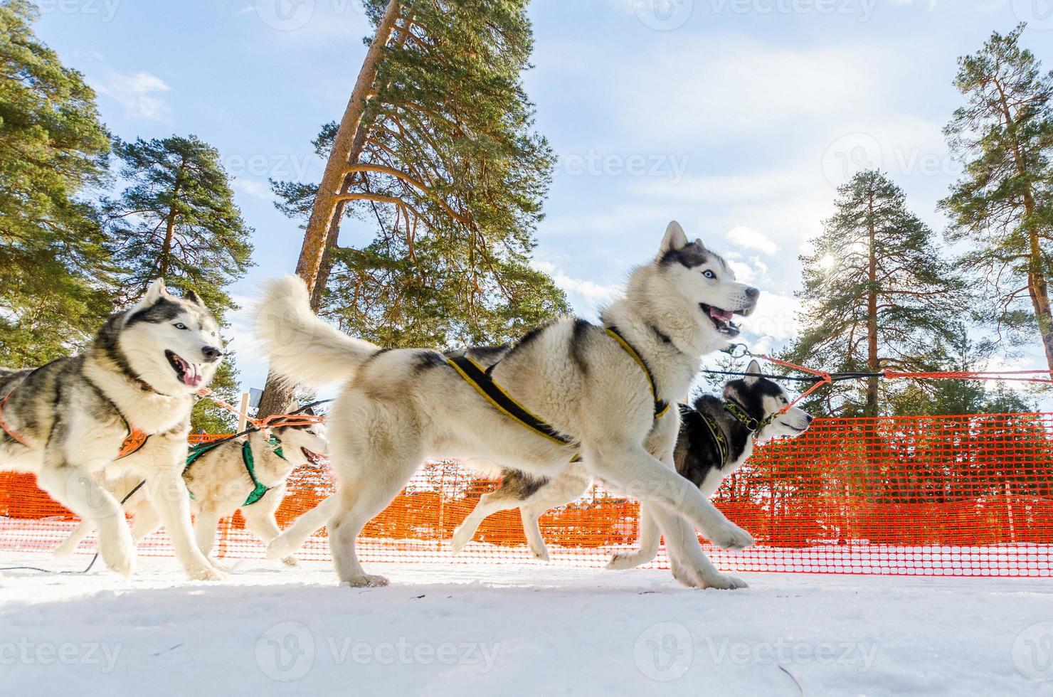 competición de carreras de trineos tirados por perros. perros husky siberianos en arnés. desafío del campeonato de trineo en el frío bosque de invierno de rusia. foto