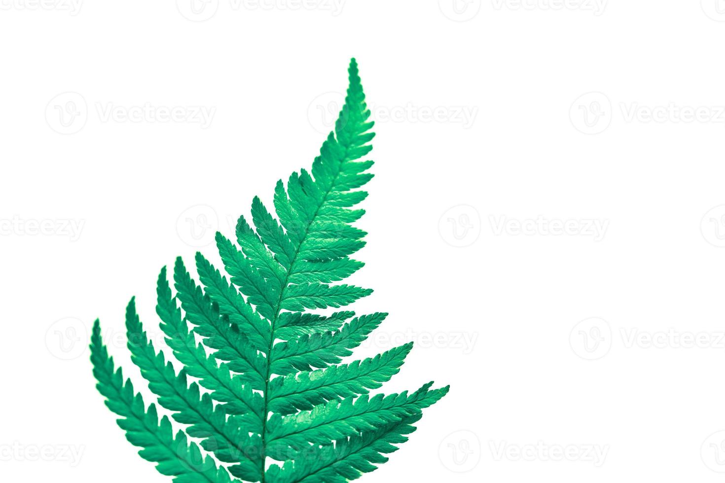 rama de helecho verde aislada sobre fondo blanco, planta de follaje de bosque de selva tropical polypodiopsida foto
