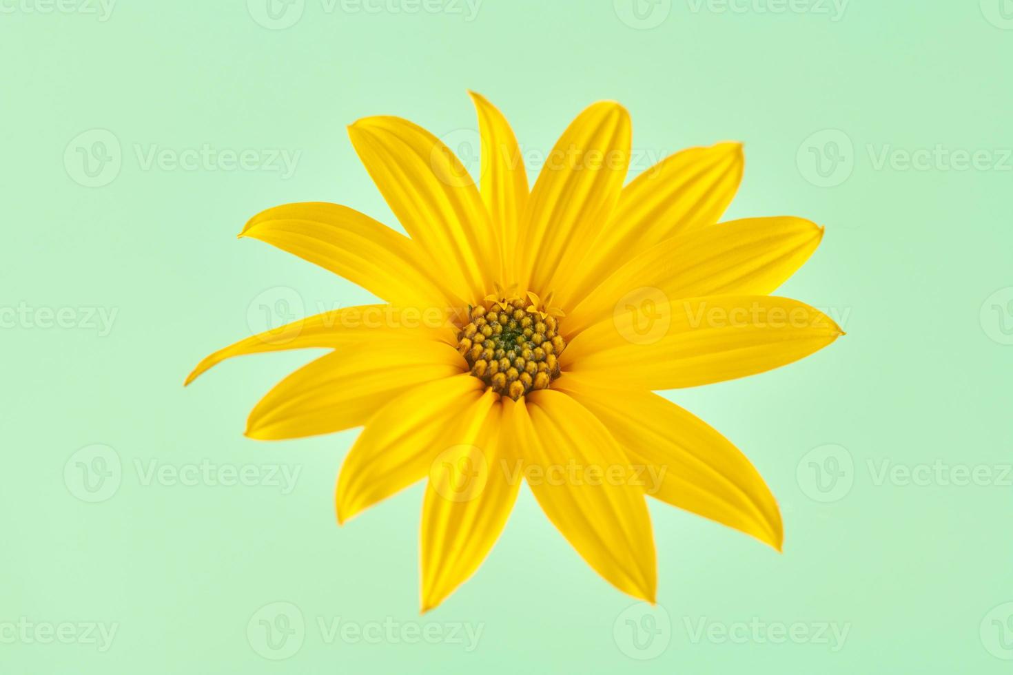 Topinambur yellow flower Jerusalem artichoke one flowerhead with yellow petals on green background photo