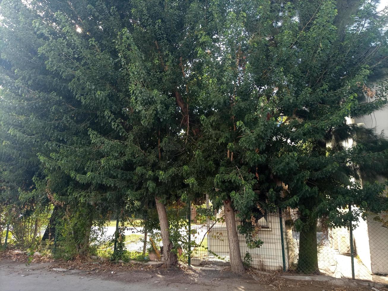 Trees on the street photo