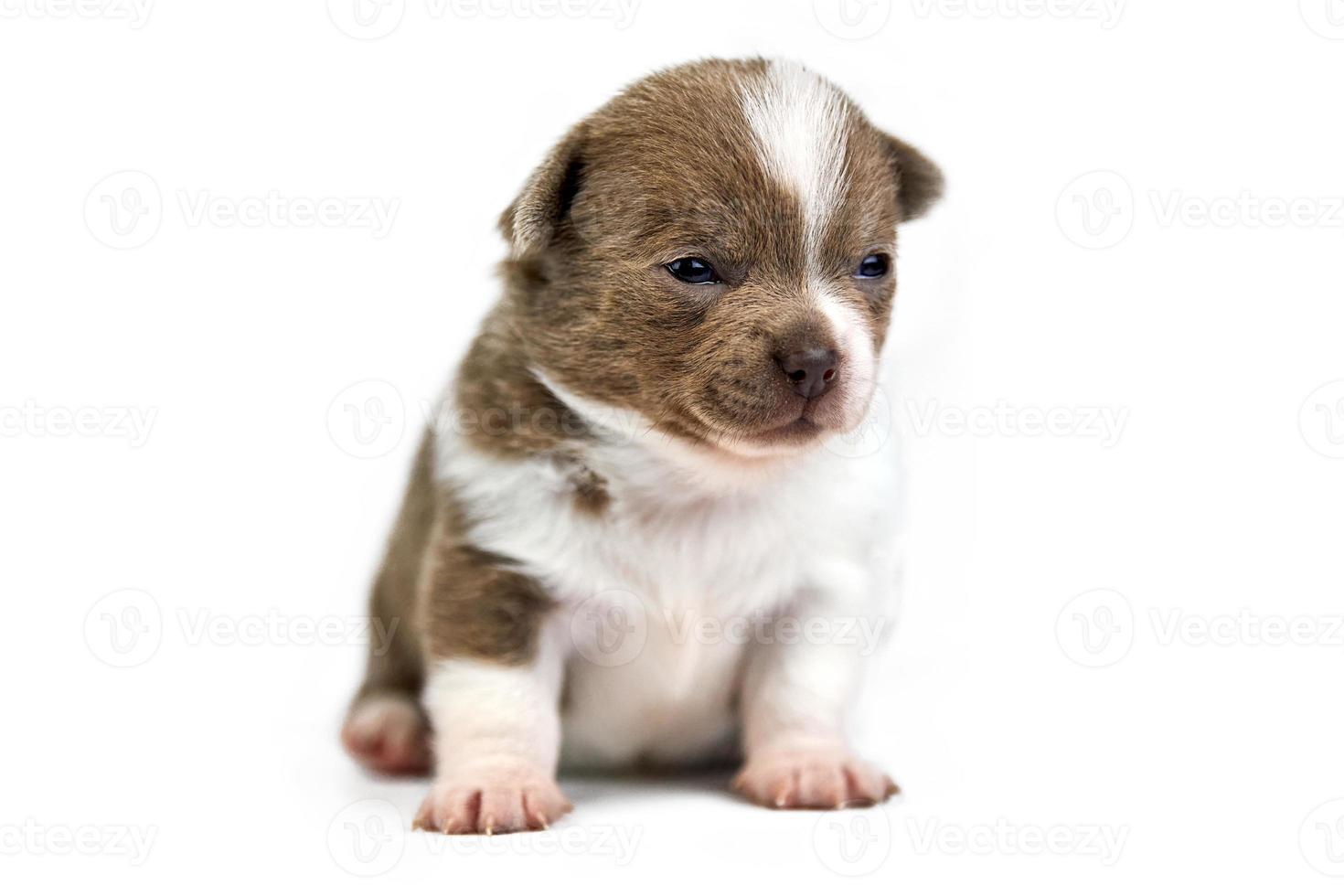 Chihuahua puppy on white isolated background photo