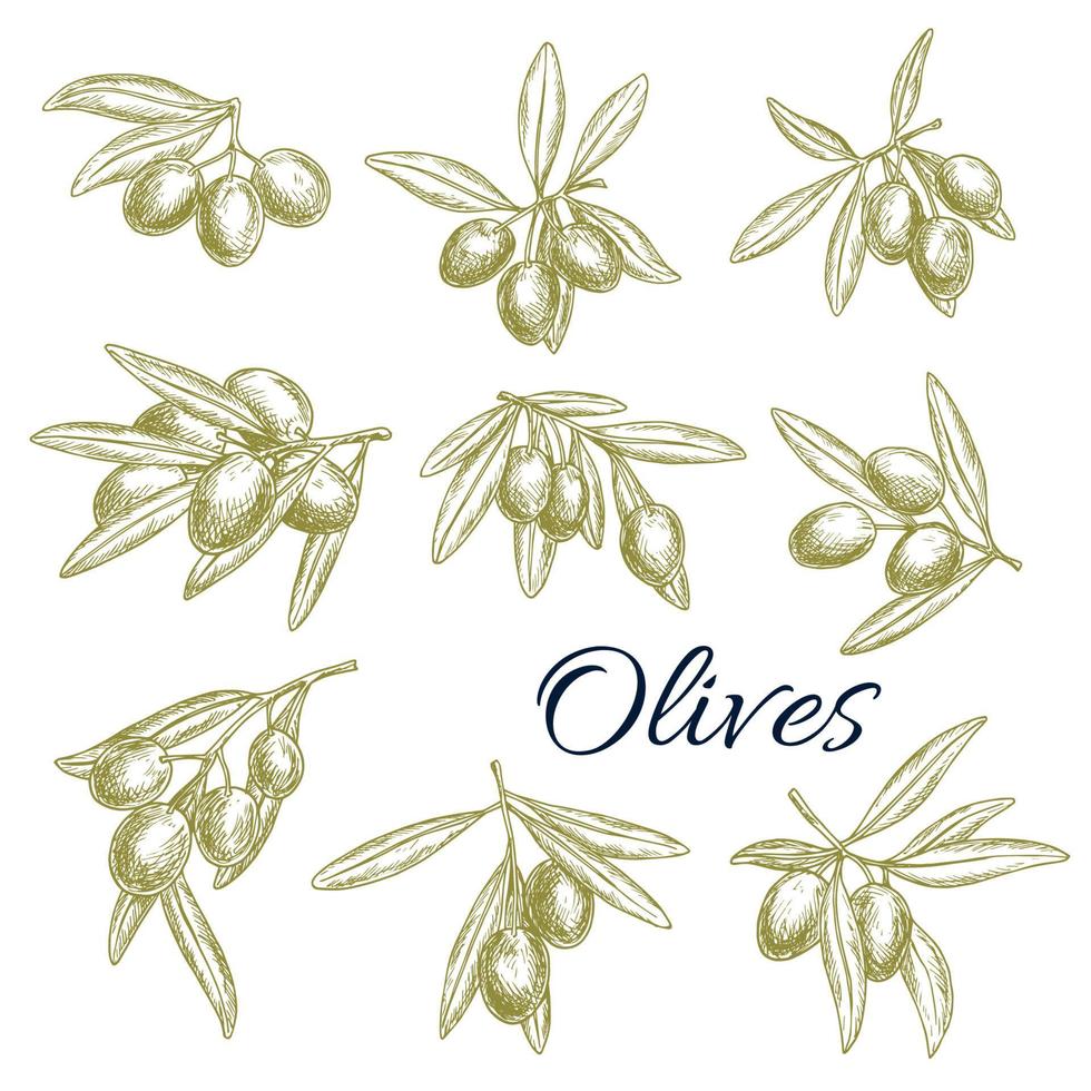 Vector sketch icons of fresh green olives branches