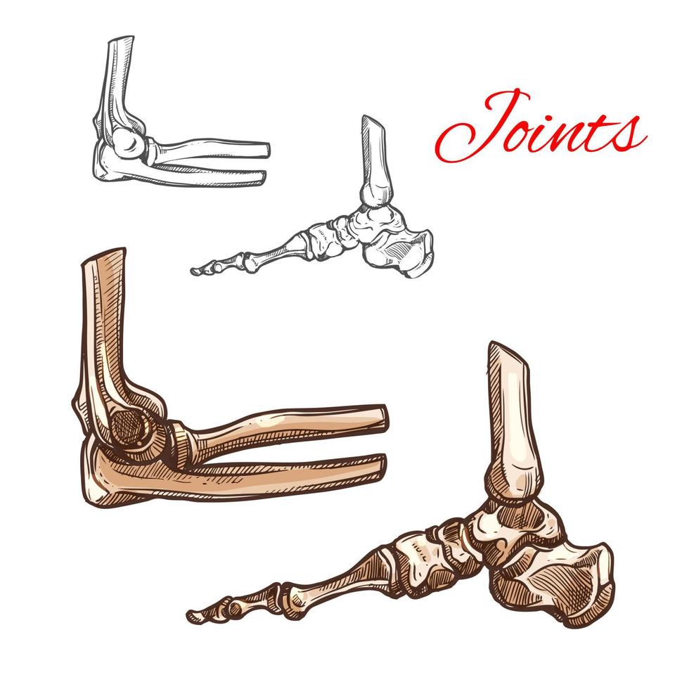 Bone and joint sketch of human foot, elbow, ankle vector