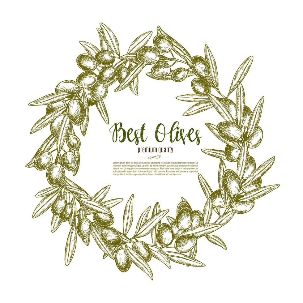 Vectror poster olives branch wreath for olive oil vector