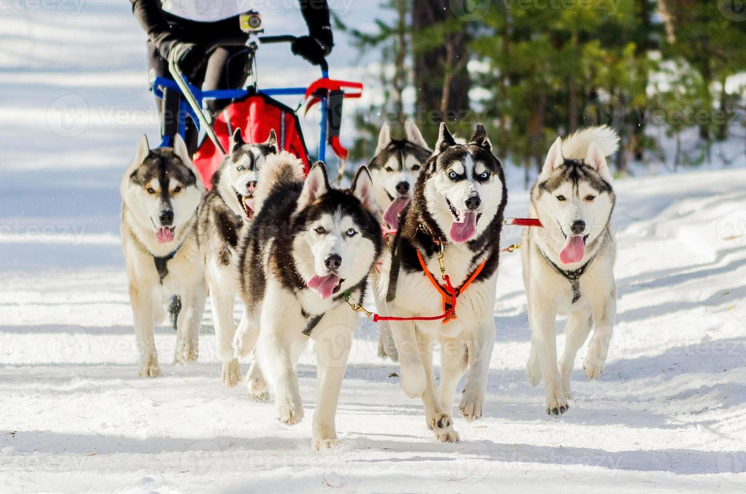Sled dogs race competition. Siberian husky dogs in harness. Sleigh championship challenge in cold winter russia forest. photo
