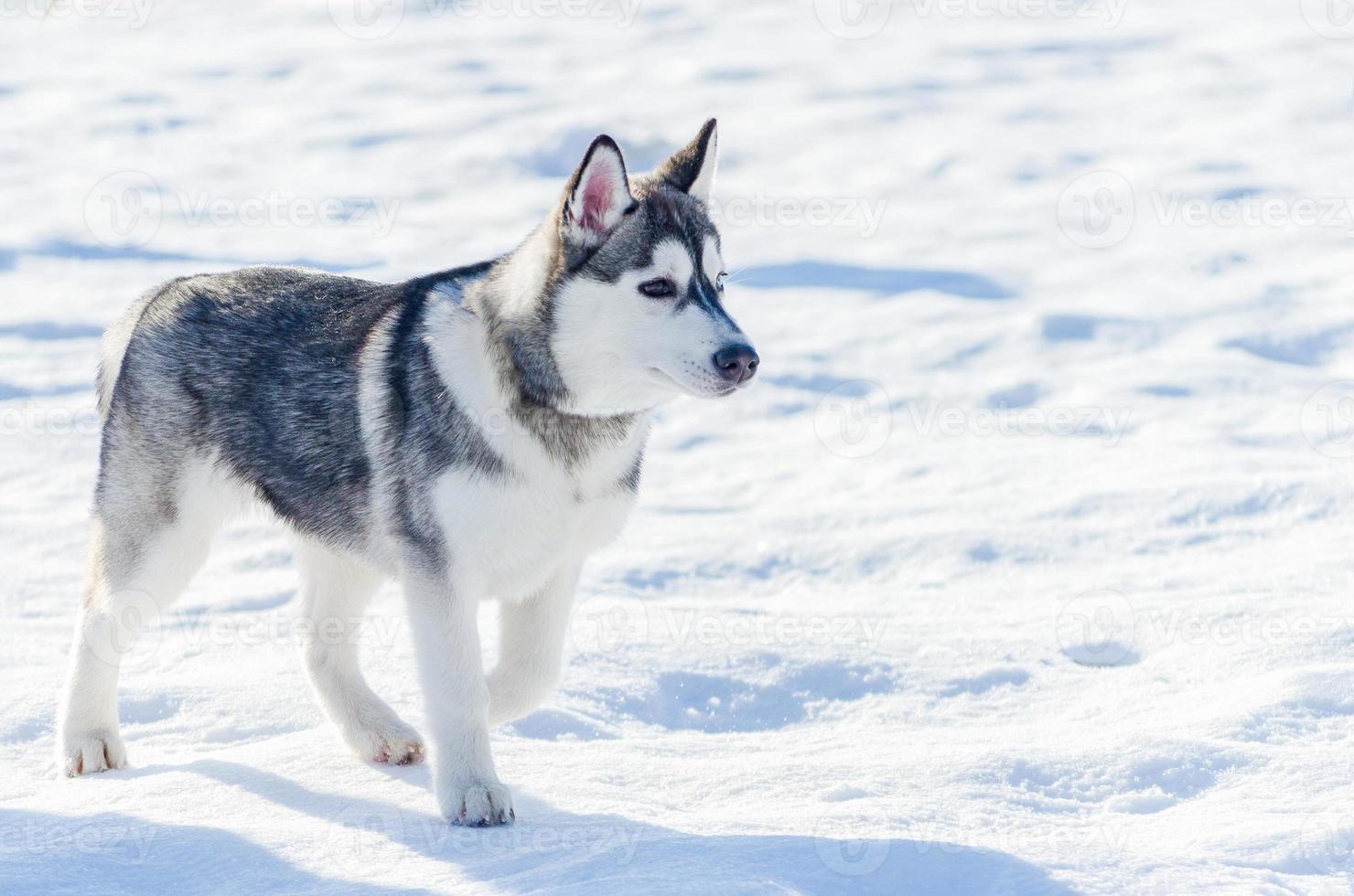 Little siberian husky dog outdoor walking, snow background. Sled dogs race training in cold snow weather. Strong, cute and fast purebred dog for teamwork with sleigh. photo