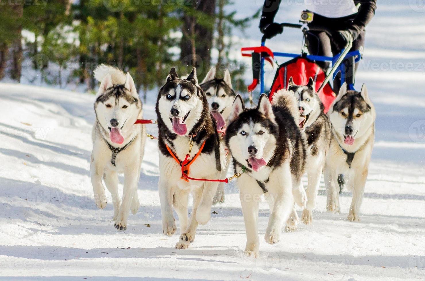 Sled dogs race competition. Siberian husky dogs in harness. Sleigh championship challenge in cold winter russia forest. photo