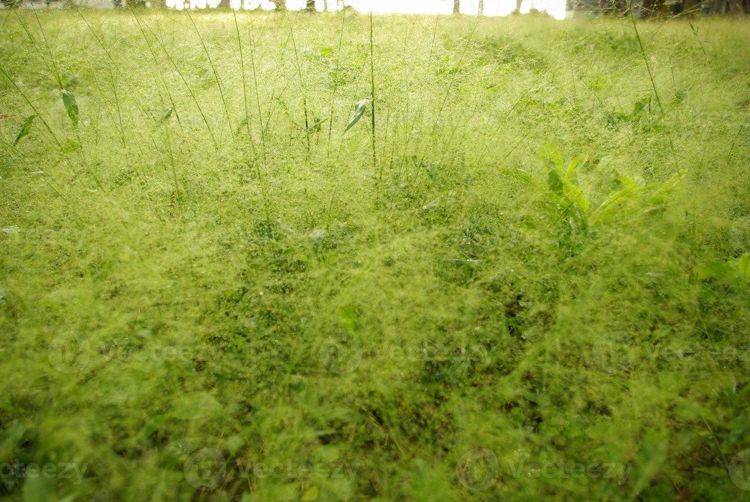 gota de agua sobre una flor de hierba esponjosa a la luz dorada de la mañana foto