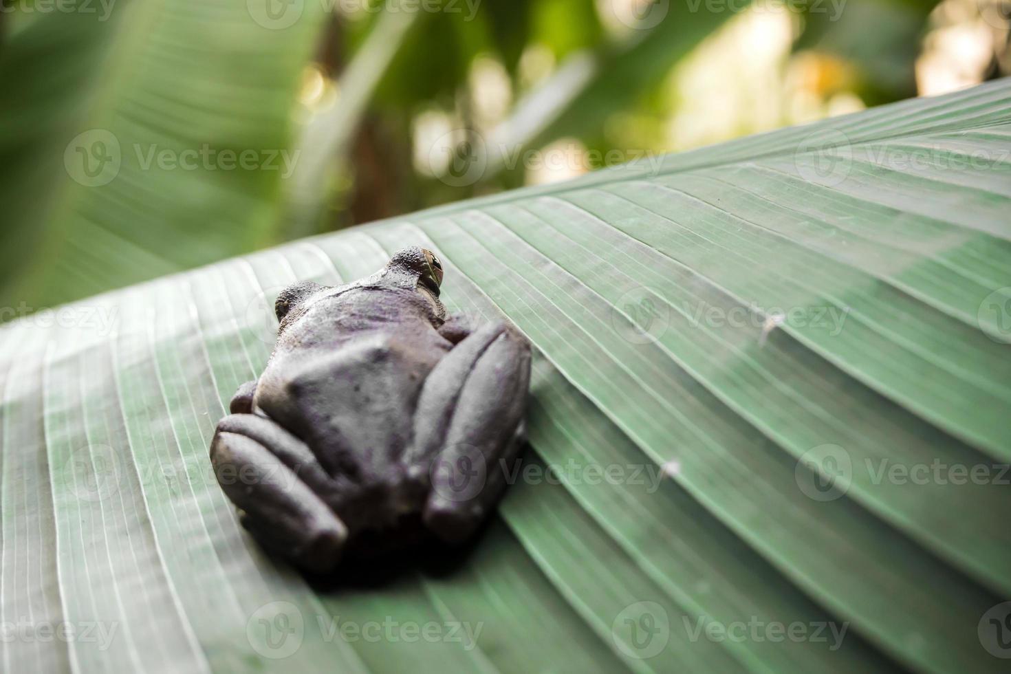 Tree Frog on the big green leaf photo