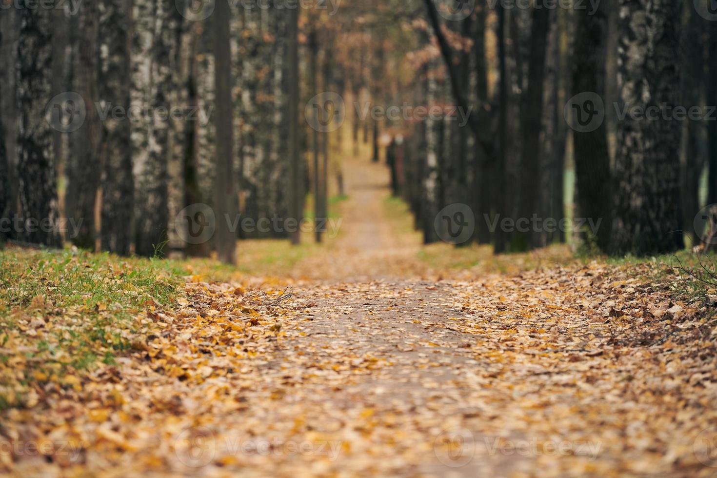 sendero del bosque de otoño foto