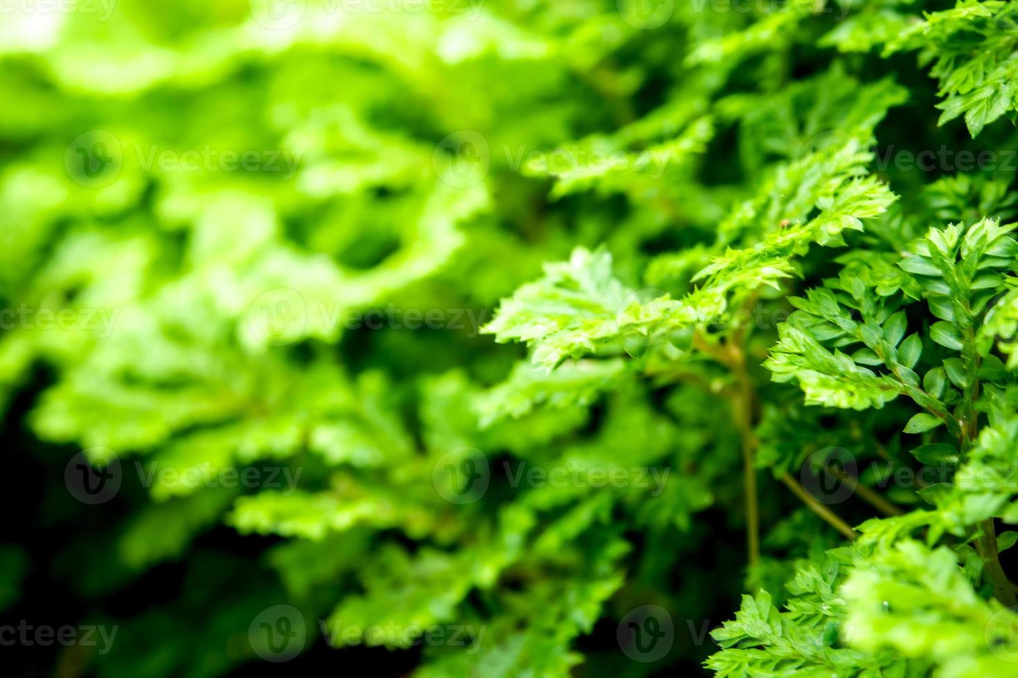 frescura selaginella envuelve helecho foto