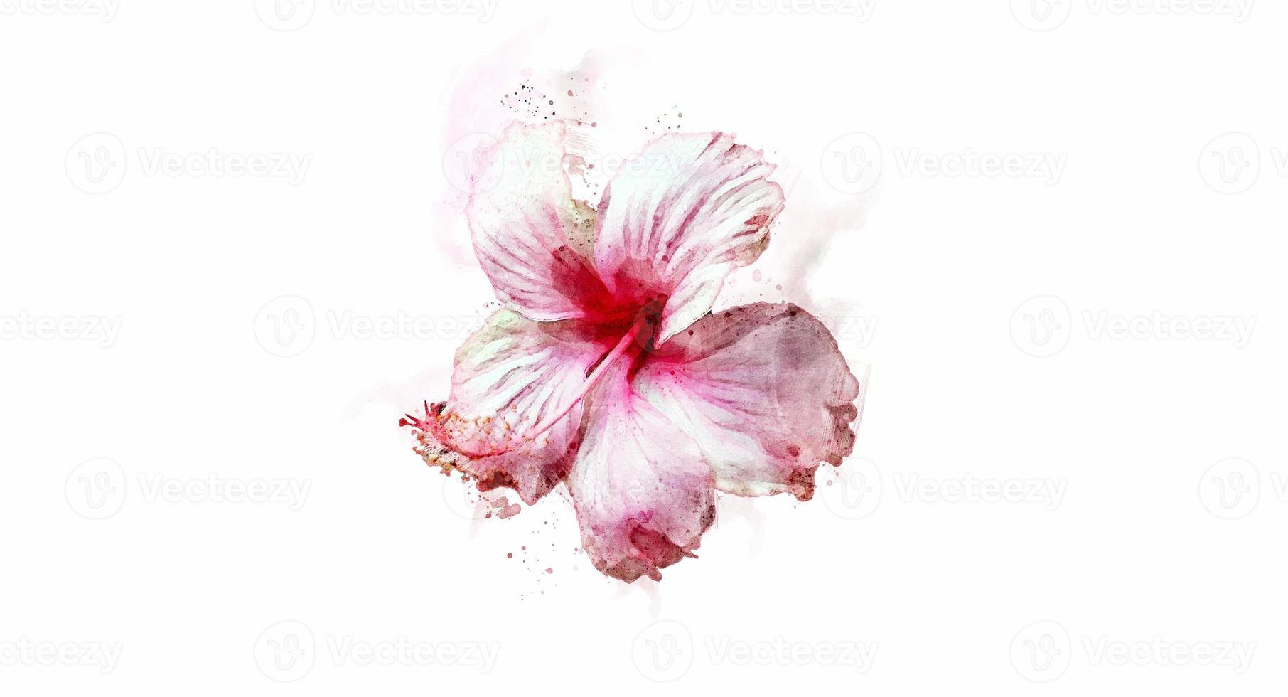 Pink hibiscus flower isolated on white background. Watercolor. photo
