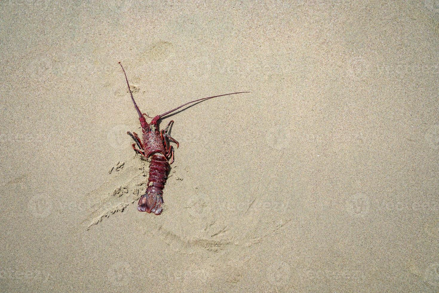 Dead red spiny lobster on the sand photo