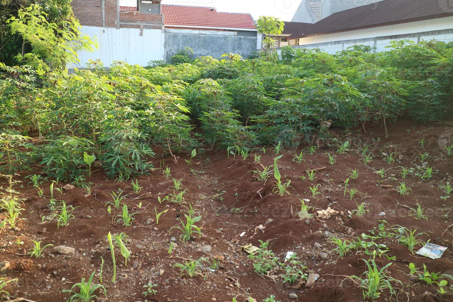 Spacious cassava garden behind the house photo