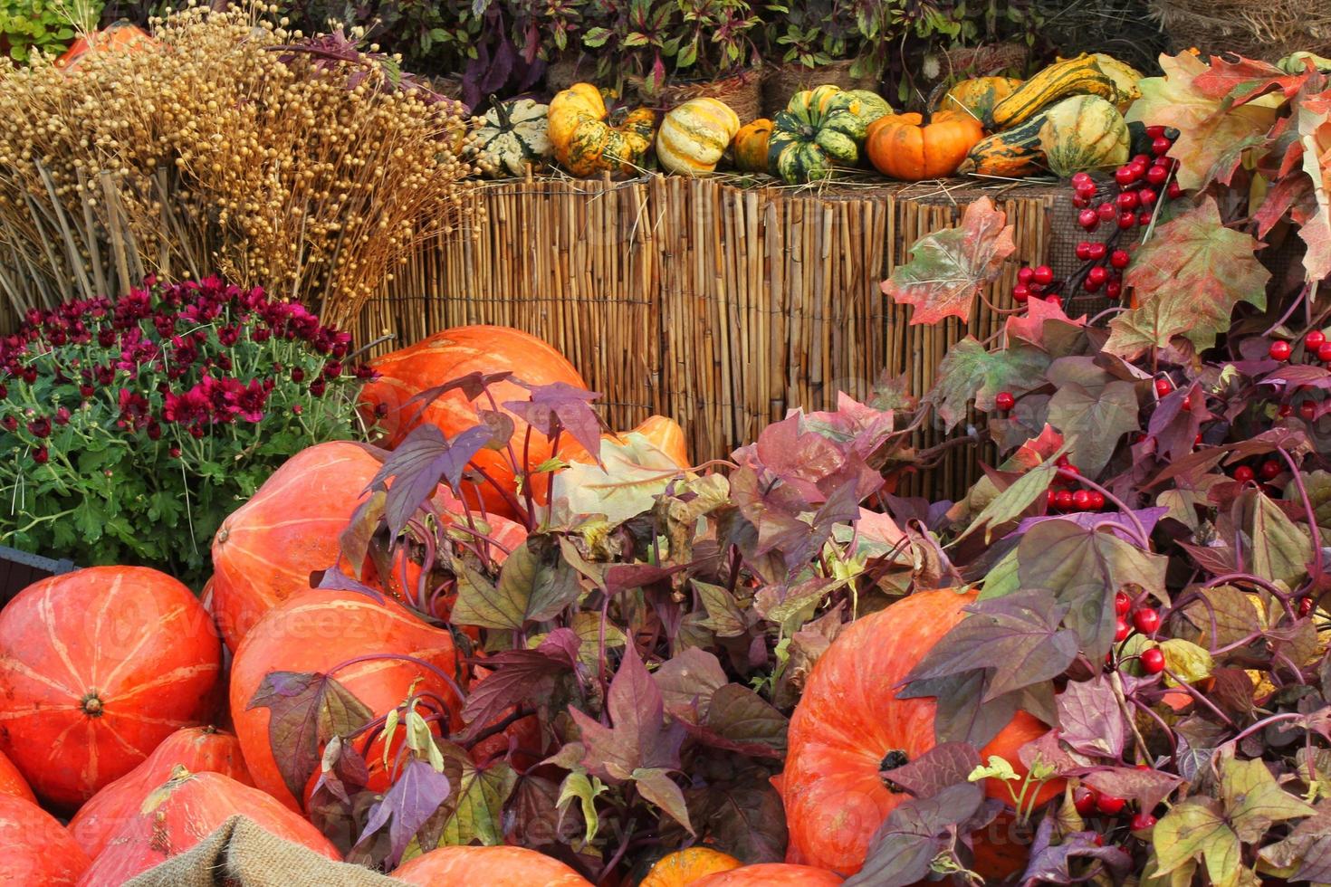 Colourful organic pumpkins and gourds on agricultural fair. Harvesting autumn time concept. Garden fall natural plant. Thanksgiving halloween decor. Festive farm rural background. Vegetarian food. photo