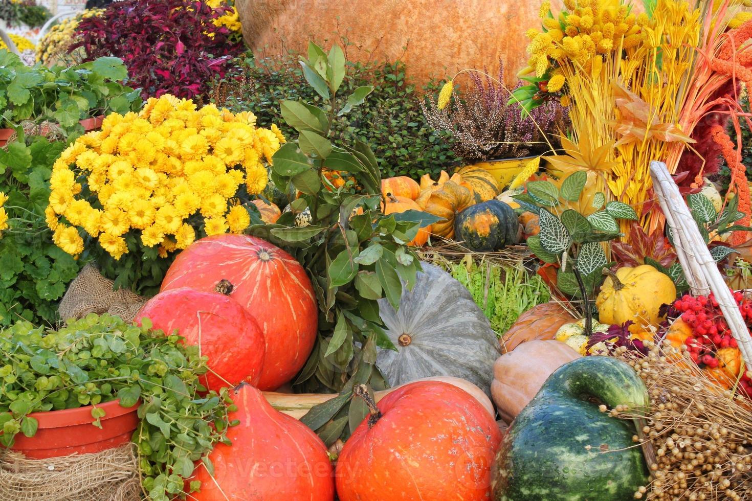Colourful organic pumpkins and gourds on agricultural fair. Harvesting autumn time concept. Garden fall natural plant. Thanksgiving halloween decor. Festive farm rural background. Vegetarian food. photo