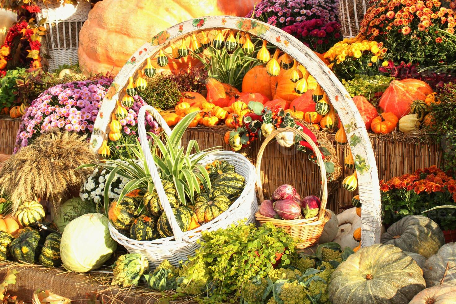 coloridas calabazas orgánicas y calabazas en feria agrícola. cosechando el concepto de tiempo de otoño. jardín otoño planta natural. decoración de halloween de acción de gracias. fondo rural de la granja festiva. comida vegetariana. foto