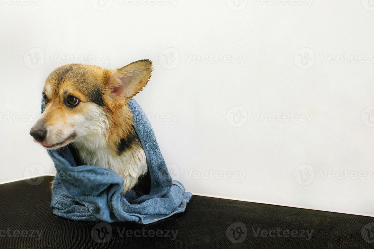 Corgi welsh pembroke dog after washing, bath, shower wrapped in a towel on grooming table in salon. Pet care, clean, wellness, hygiene, procedure, spa concept. Beauty services for animals. Copy space photo