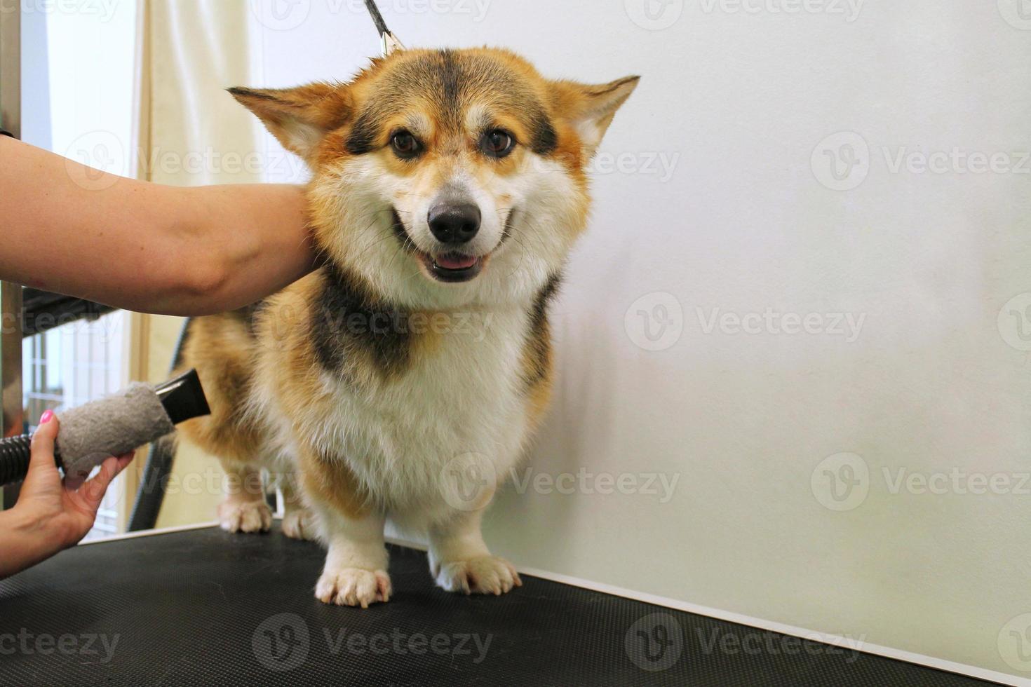 maestro peluquero profesional de mascotas secado con secador corgi welsh pembroke dog después del lavado en el salón de aseo. manos femeninas usando secador de pelo para secar la piel con un soplador. concepto de peinado animal. de cerca. foto