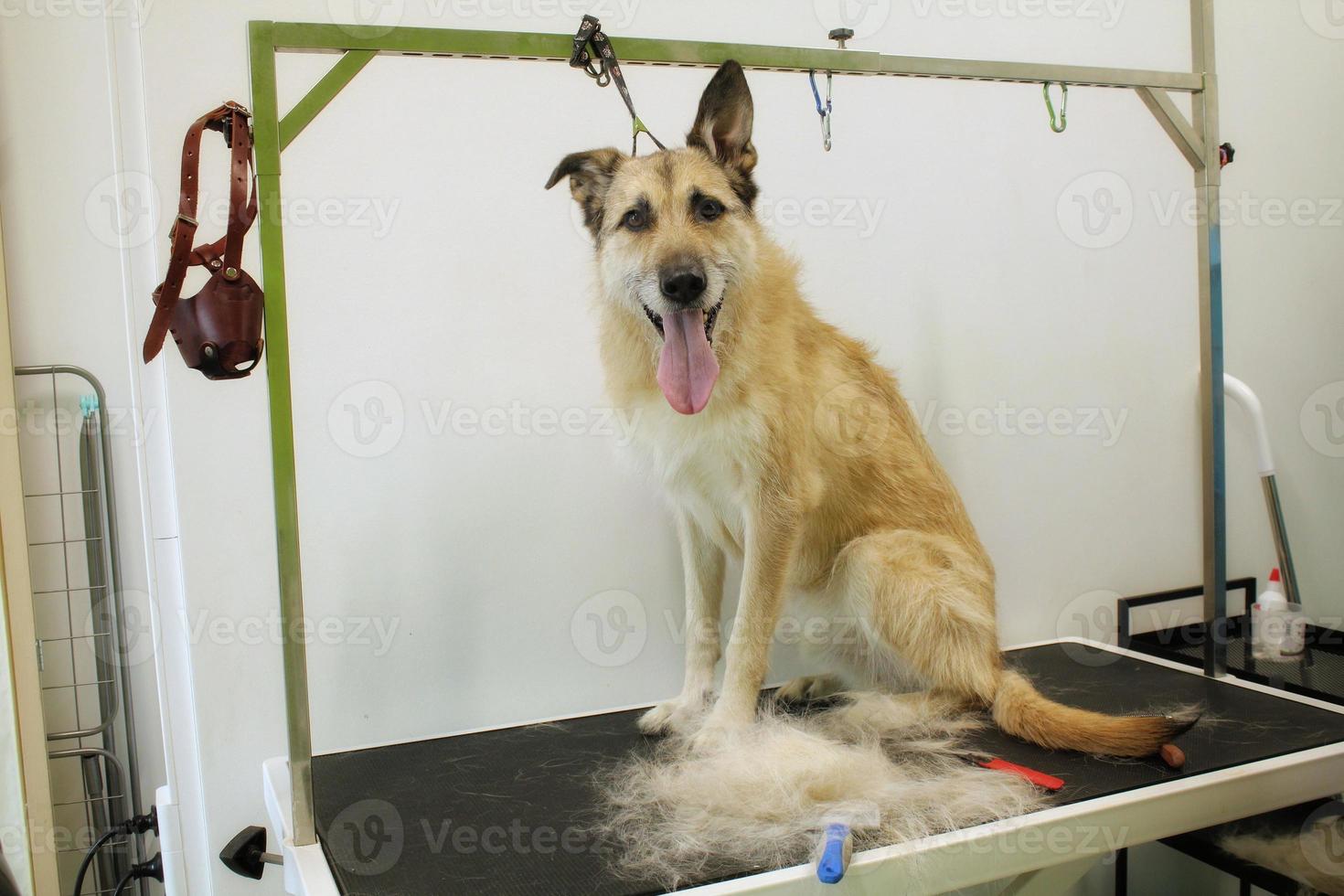 Funny shepherd mestizo dog with safety belt standing on dog grooming table in salon. Pet care, wellness, spa, hygiene, beauty of animals concept. Close-up photo