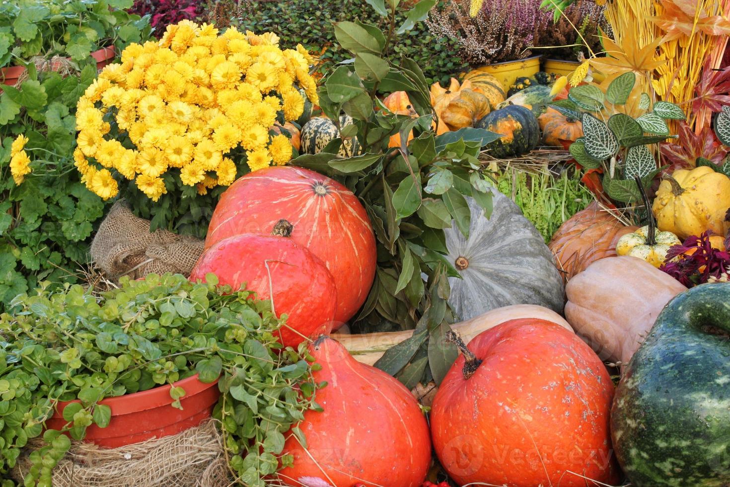 Colourful organic pumpkins and gourds on agricultural fair. Harvesting autumn time concept. Garden fall natural plant. Thanksgiving halloween decor. Festive farm rural background. Vegetarian food. photo