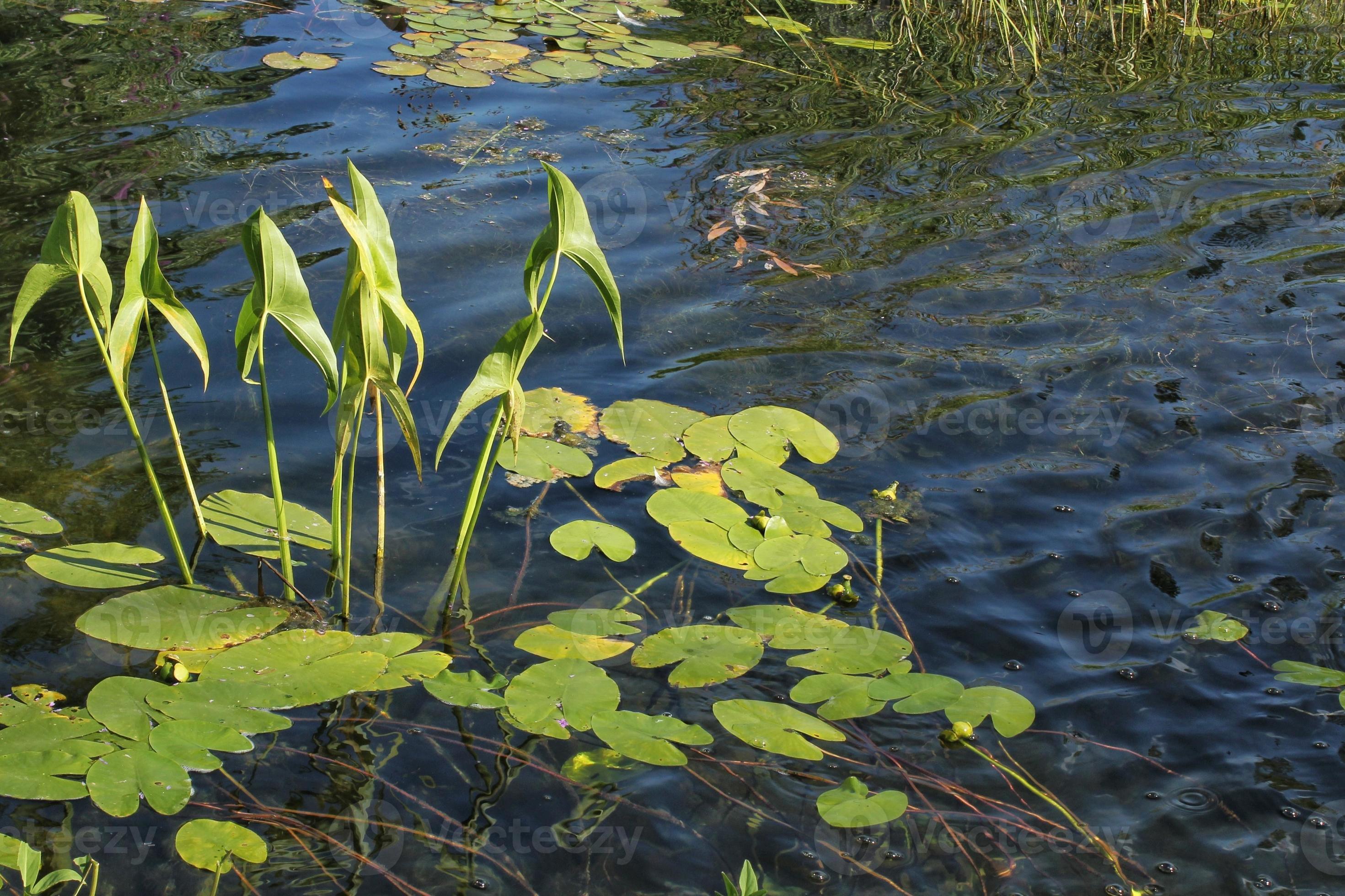 Water lily flower and green leaves on water the lake at summer day
