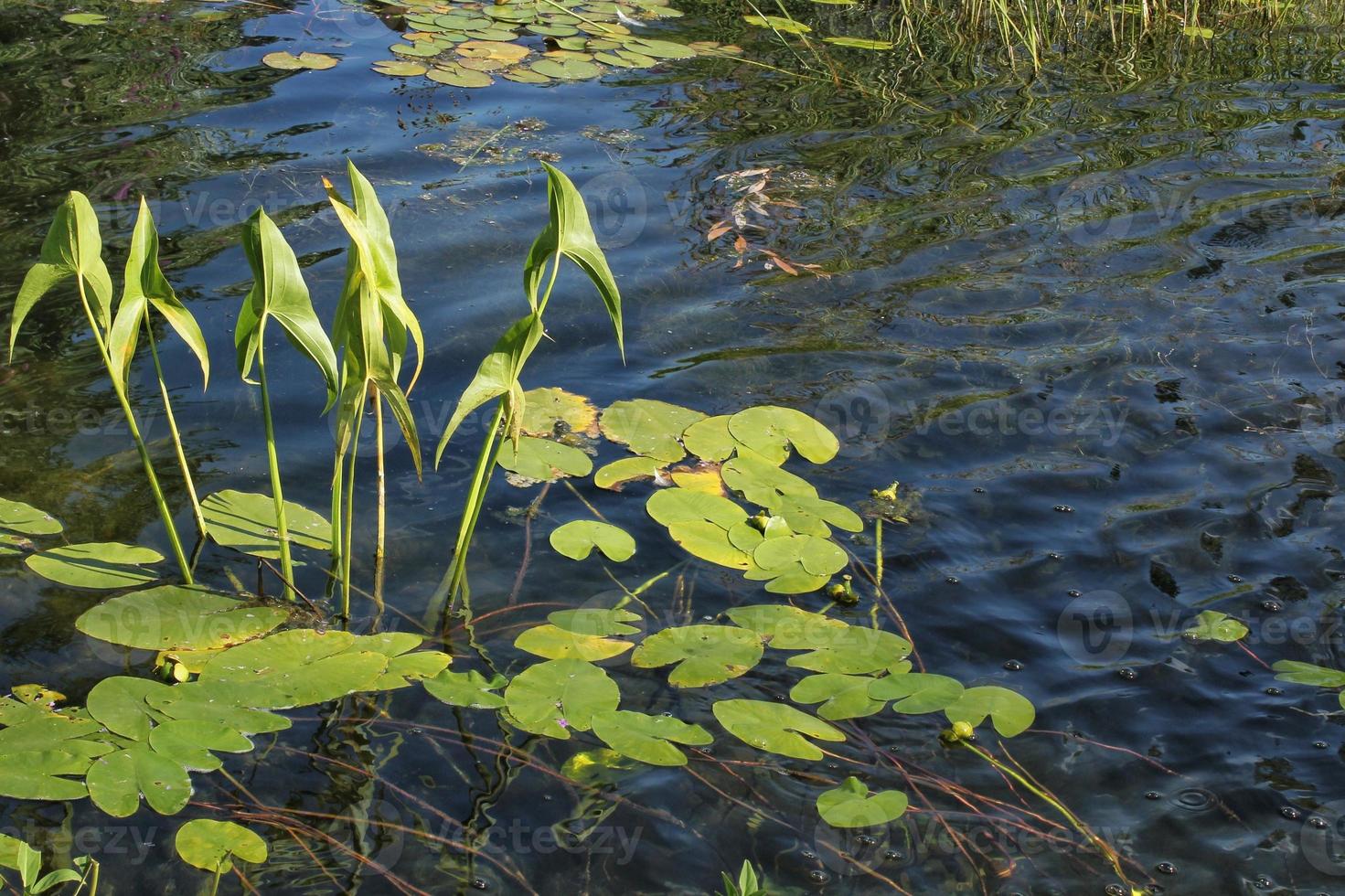 Wetland Plants Stock Photos, Images and Backgrounds for Free Download