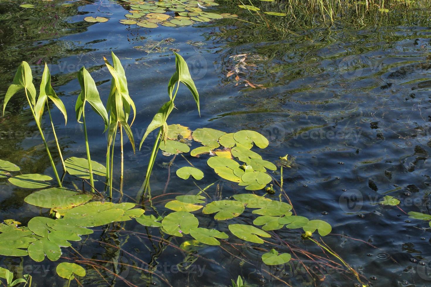 Water lily flower and green leaves on water the lake at summer day. Floating lotus pads in pond. Nature habitat and biological diversity concept. Botanical garden decorative plants. World wetlands day photo