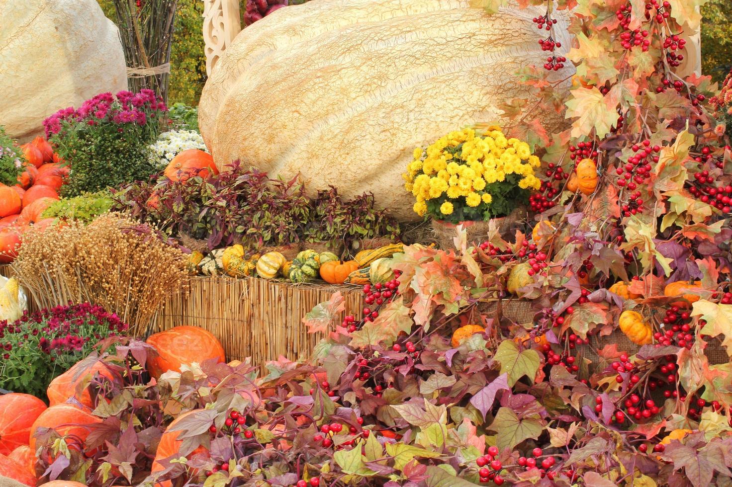 Colourful organic pumpkins and gourds on agricultural fair. Harvesting autumn time concept. Garden fall natural plant. Thanksgiving halloween decor. Festive farm rural background. Vegetarian food. photo