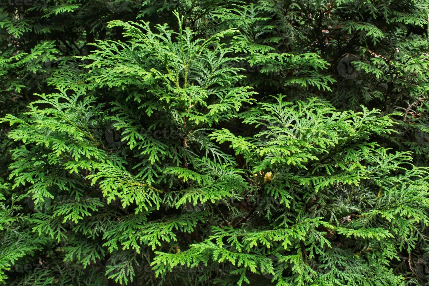 Green branches of thuja tree. Evergreen chinese cypress tui coniferous. Thuya juniper twig. Decorative plant gardening. Nature cedar christmas composition leaves texture pattern background. Close-up photo