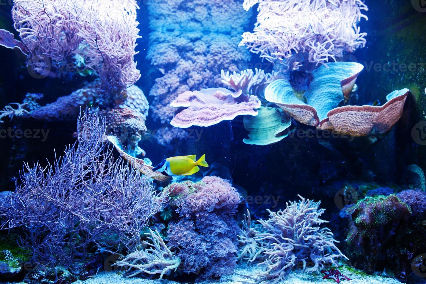 Yellow tang is a saltwater fish species of the family Acanthuridae at aquarium. photo