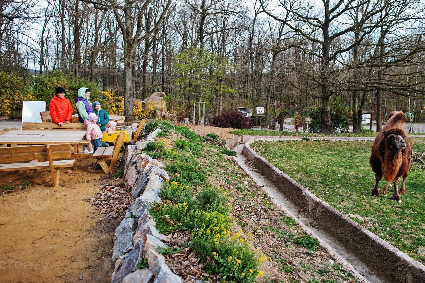 Mother with four kids discovering and watching camels at zoo. photo