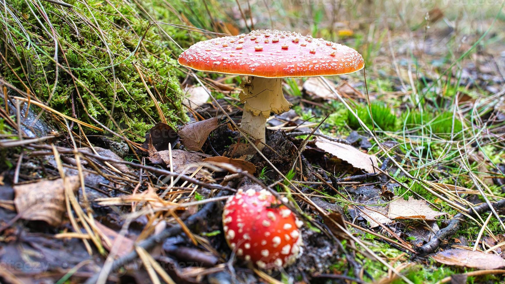 Toadstool at the bottom of a coniferous forest in the woods. Poisonous mushroom. photo