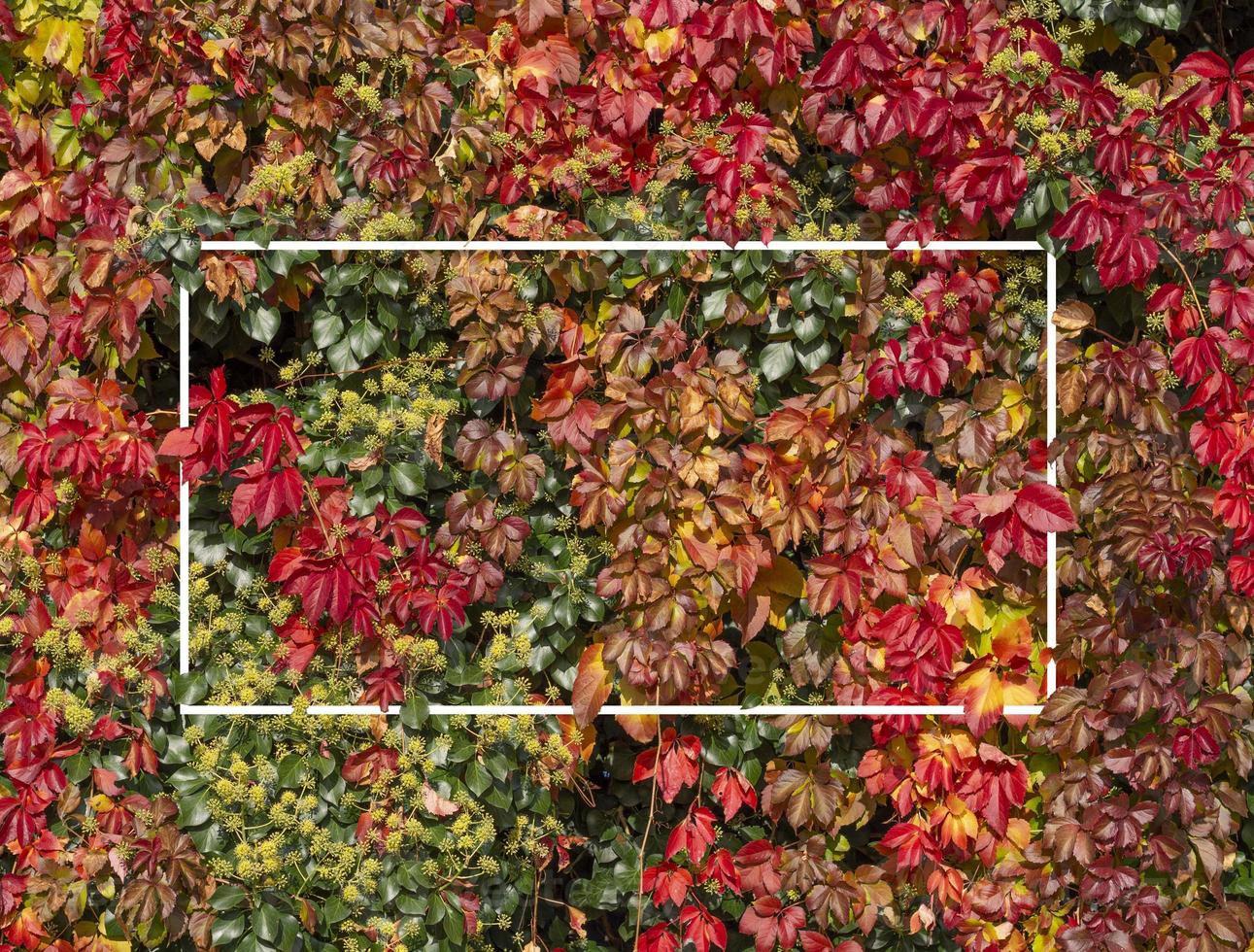 Beautiful wall of colored tree leaves with white frame for design, nature background. photo
