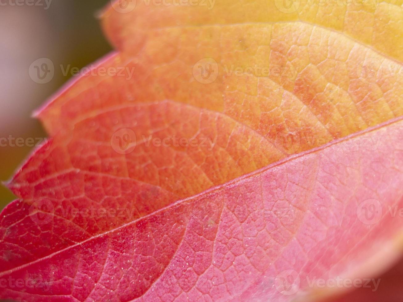 Close up leaf iris red orange with bokeh, autumn background. photo