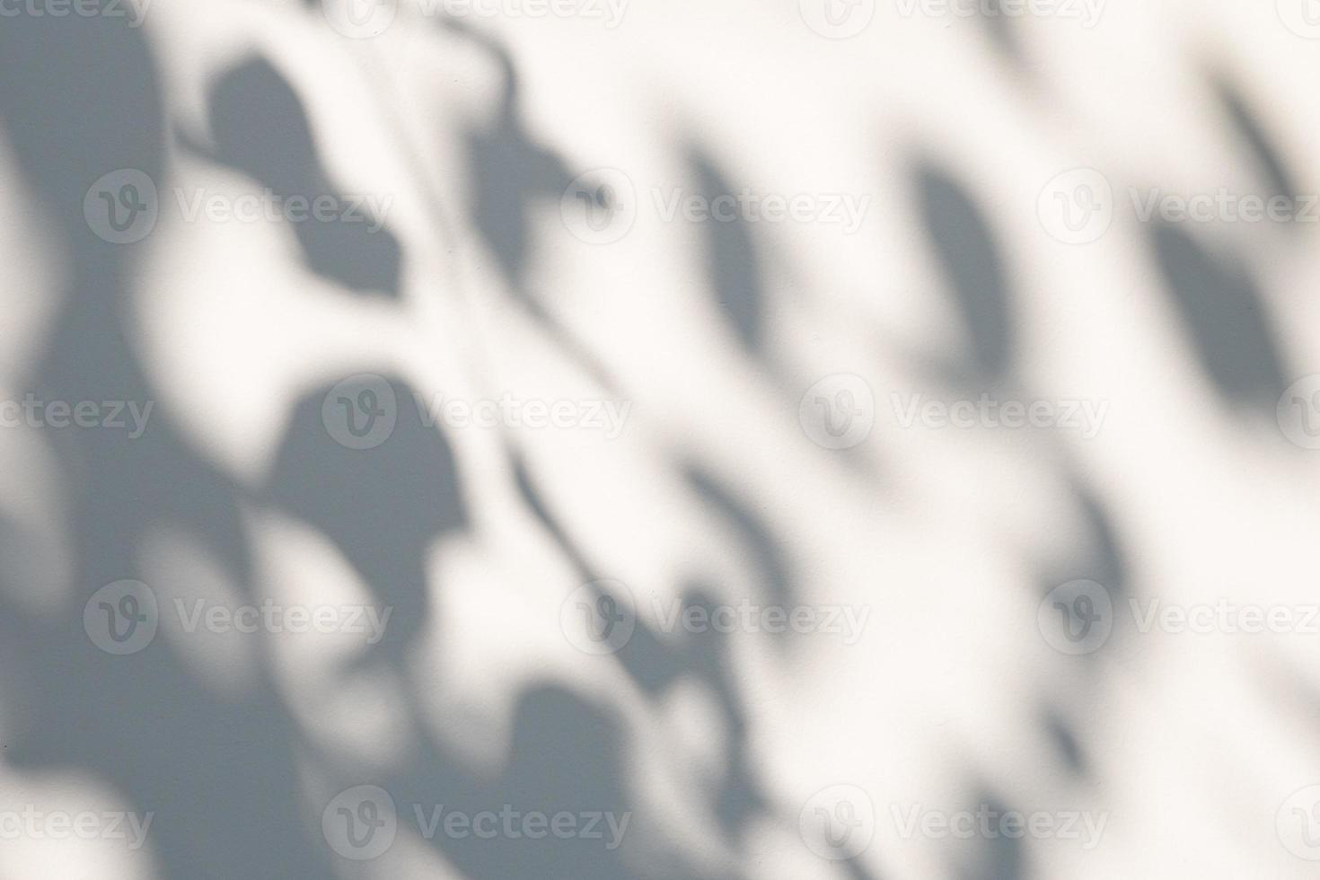 Abstract natural tree leaves shadow on white wall background photo