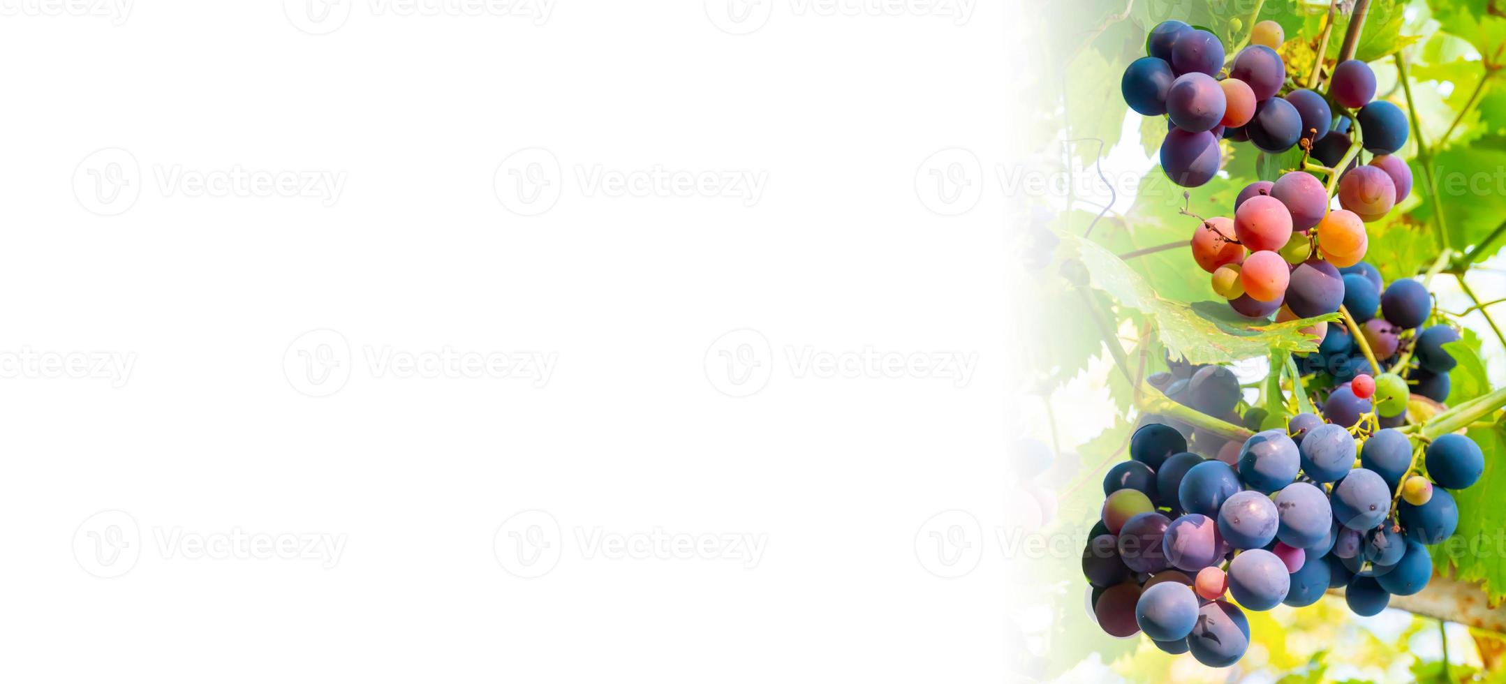 A branch of grape leaves against a clear blue sky. Copy space. photo