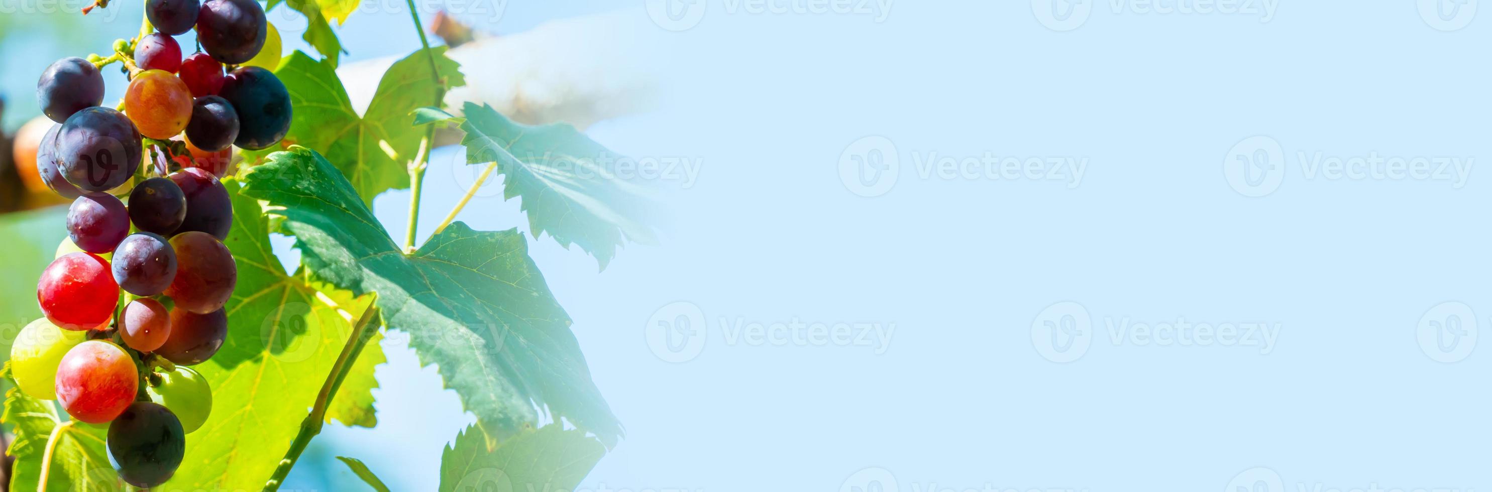 A branch of grape leaves against a clear blue sky. Copy space. photo